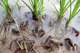 小龙虾养殖市场火爆,但是这5类小龙虾虾苗碰不得