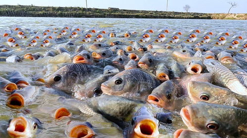 印度农村水产养殖,当地小池塘养殖大量罗非鱼,让大家见识一下